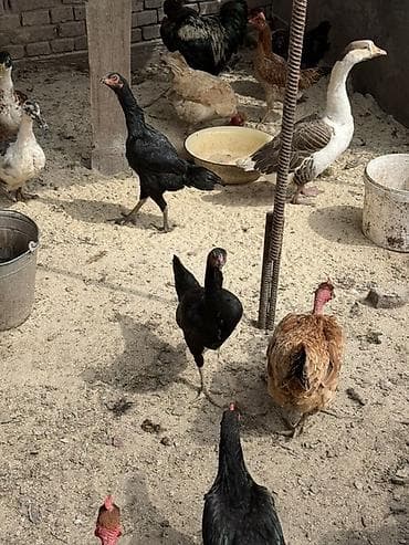 бойцовский дакан: Продаю | Куры | Бойцовая | Для разведения — 6