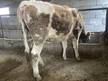 голуби птицы животный: Продаю | Тёлка | Алатауская | Для разведения, Для молока | Стельные, Нетель — 3