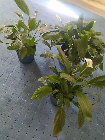 Спатифиллум (Spathiphyllum) в декоративных горшках - Кустистые at lalafo.kg Спатифиллум (Spathiphyllum) в декоративных горшках - Кустистые