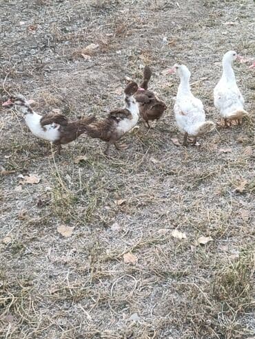 продаются собаки: Индоутки молодняк, 17шт. цена 5000сом за всех. с.Дмитриевка — 3