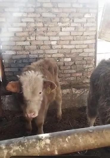 мышык сатылат: Сатам | Бука (эркек) — 2