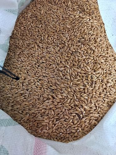 кукуруза пачатки: Ячмень семейной, сорт,,Толбот" Канада.Яровой 4х рядовый — 2