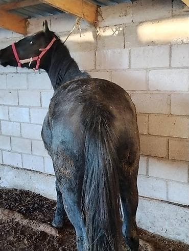 фарель ош: Сатам | Бээ (ургаачы) | Аргын | Көбөйтүү үчүн | Асыл тукумдуу — 4