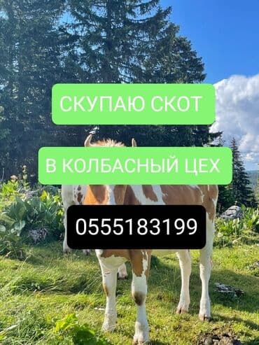 куплю мясо оптом в бишкеке: Куплю | Коровы, быки, Лошади, кони, Другие с/х животные | Круглосуточно, Любое состояние, Забитый — 1