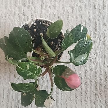 Филодендроны: Филодендроны в горшках (комнатные декоративнолистные) Что — 2