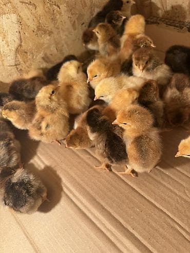 Айыл-чарба жаныбарлары: Сатам | Балапандар | Көбөйтүү үчүн — 2