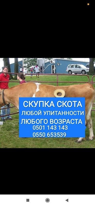 Частное лицо, Колбасный цех : Коровы, быки, Лошади, кони, Другие с/х животные, | Круглосуточно, Любое состояние, Забитый