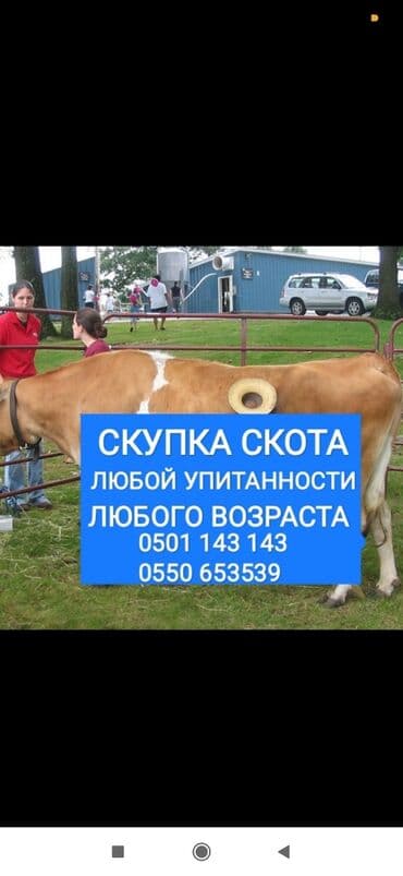 купить измельчитель травы и сена: Куплю | Коровы, быки, Лошади, кони, Другие с/х животные | Круглосуточно, Любое состояние, Забитый — 1