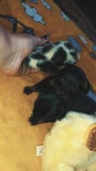 Ит кууту: Щенки мелкой породы (карманный формат)готовы к брони.(2 мальчика и 2 — 3