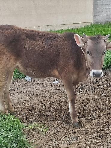 тайган иттер: Сатам | Бука (эркек) | Бордоп семиртүү үчүн | Байланган — 2