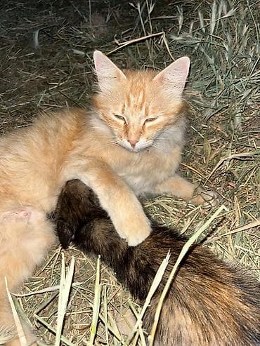Кошки: Кошка даром: Беспородная, 2 месяца, Мальчик, Приучена к лотку — 3