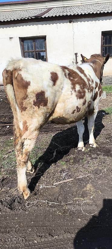 А/ч жаныбарларын сатам: Сатам | Кунаажын | Айршир — 9