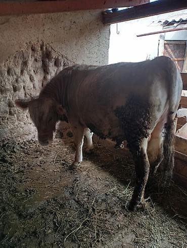 Лошади, кони: Продаю | Бык (самец) | На откорм | Привязанные — 3