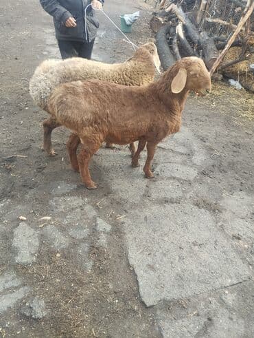 купить собаку шпица недорого: Продаю | Баран (самец) | Для разведения | Матка — 9