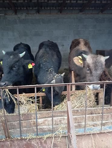 несушки оптом: Продаю | Бык (самец) — 1