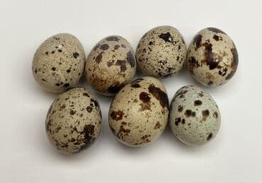 волнистые попугаи с клеткой: Перепелиные яйца: Перепелиные яйца в лотке: (Есть 12 штучный лоток и — 4