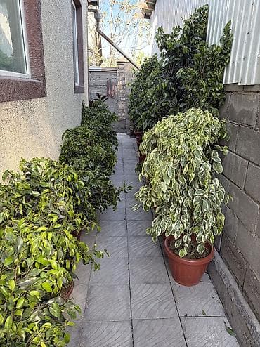 комнатный эшиктер: Комнатные и уличные растения в горшках - Большой выбор цветущих и — 6