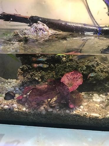 рыба кои: Нимфея тигровая (Nymphaea lotus ‘Red’) для аквариума - Яркая — 3