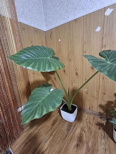 цветы драцена: Продаю не прихотливых, адаптированных комнатных цветов, Все виды — 8