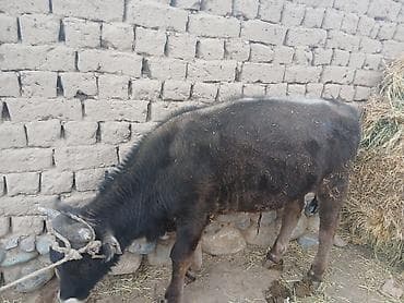 Продаю | Бык (самец) | Привязанные