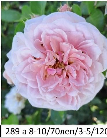 Садовая мебель: Корни роз — 8