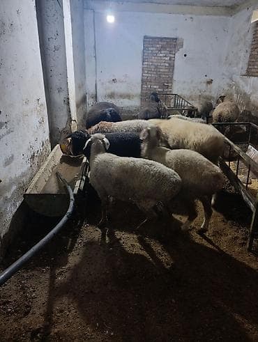 яицо гуси: Продаю | Овца (самка) | На забой — 4