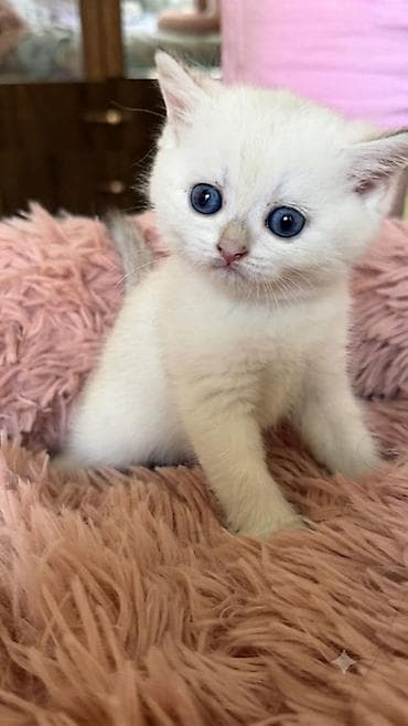 лысые котята: 🐾Открыта бронь на британских короткошерстных котят! 🐾 ❤️Оба родителя — 3