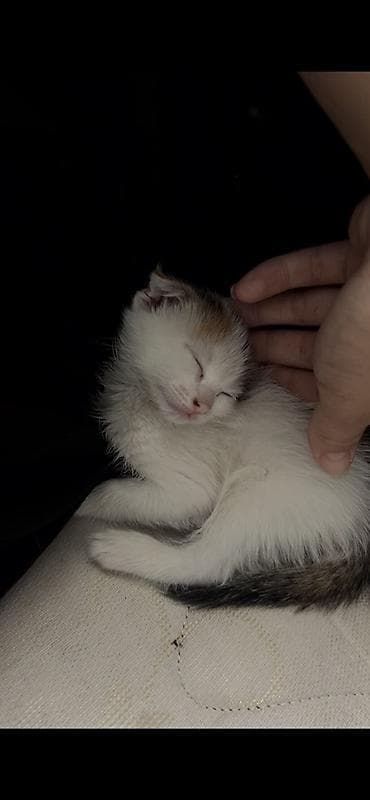 шотладский котенок: Кошка даром: Беспородная, Девочка — 2