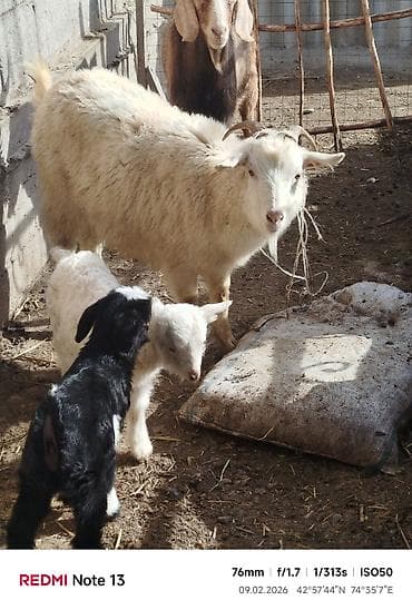 английская кошка: Продаю | Коза (самка) | Для разведения — 9