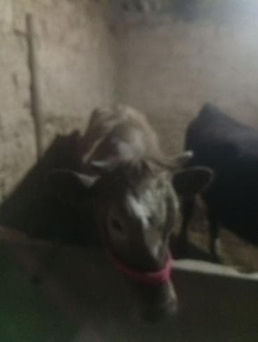 ангус корова: Продаю | Бык (самец), Тёлка, Музоо, торпок | На откорм | Привязанные — 1