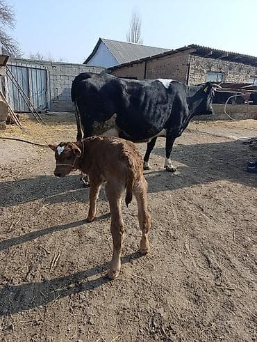 А/ч жаныбарларын сатам: Сатам | Уй (ургаачы) | Сүт алуу үчүн | Музоологондон кийин — 3