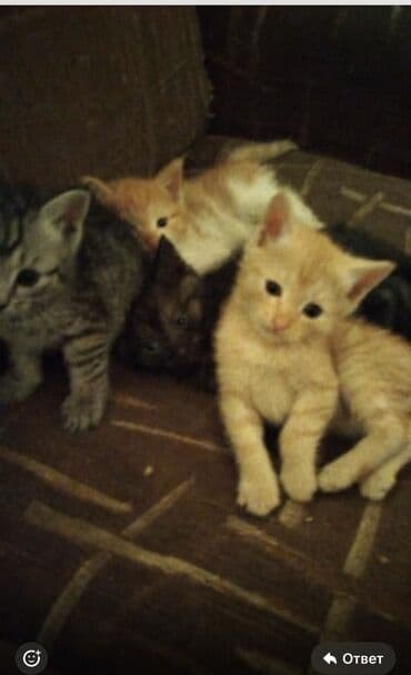 Зоотовары: Отдам котят в добрые руки . Серыйрыжиедымчатый окрас . Кушают все — 1