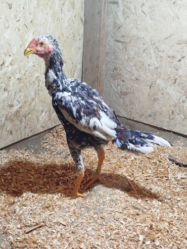 кунажын уй: Сатам | Тооктор — 2