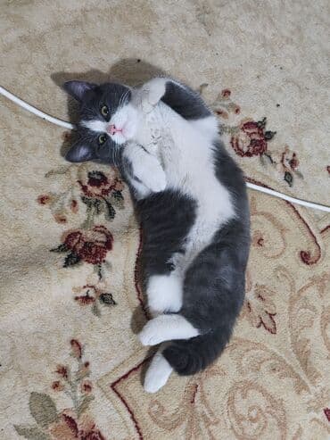 сколько стоит кастрация кота в бишкеке: Отдам бесплатно в добрые руки. 3.5 месяца. Мальчик, имя Боорсок ) — 5