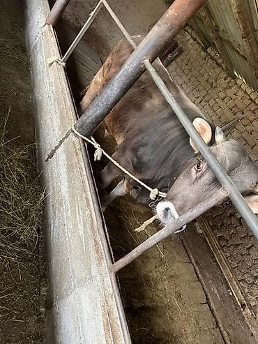 отдам голубей: Продаю | Бык (самец) | Полукровка | Привязанные — 4