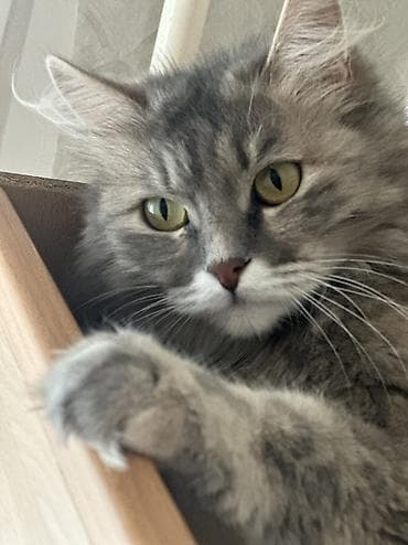 Мышыктар сатылат: Кошки возрастт год. Стерилизованы и привиты приучены у лотку — 5