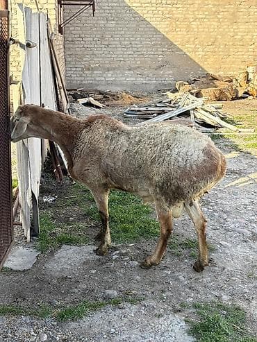 шерсть меренос: Продаю | Овца (самка) | Арашан | Для разведения | Осеменитель — 1