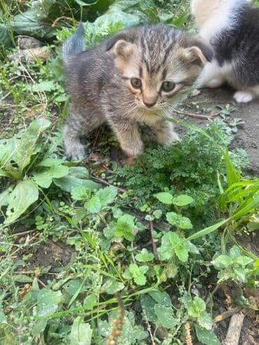 британская короткошёрстная кошка сколько стоит: Котята, классические домашние короткошёрстные. приученные к лотку, 1,5 — 7