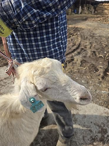 кой акур: Продаю | Коза (самка) | Для молока — 4