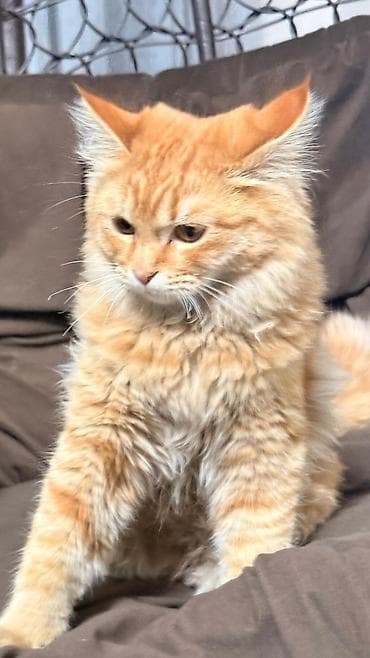 сколько стоит лысая кошка: Рыжий пушистый кот с густой длинной шерстью и роскошным хвостом. Яркий — 3