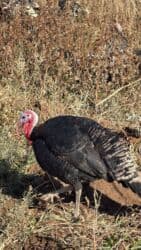 сколько стоит 1 кг домашних пельменей: Продам домашних индюков на свободном выгуле — Бишкек Продаю домашних — 1