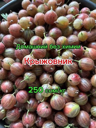 Вишня и смородина свежий домашний сбор каждый день, рвем на заказ