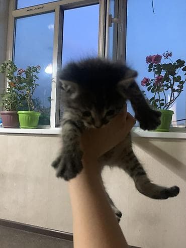 Отдам даром кошку: Раздам котят!!! Здоровые малыши, есть и девочки и мальчики, к рукам — 4