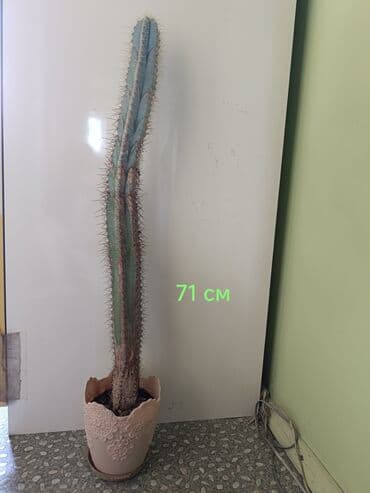 Голландский кактус, высота 71 см и 38 см Растет хорошо, покупали