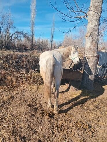 продам бу оборудование для птицефабрики: Продаю | Жеребец | Рабочий — 2