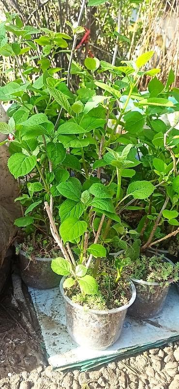 арма цветок: Гортензия древовидный (Анабель ) шаровидная белая местная — 4