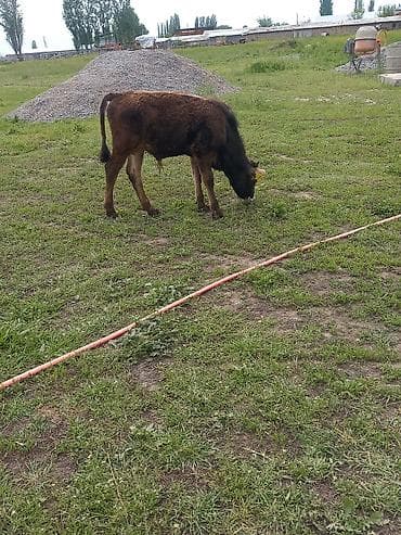 ангус музо: Продаю | Бык (самец) | На откорм — 3