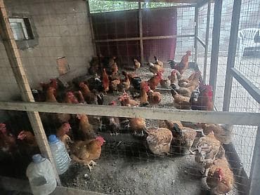 бойцовые куры: Продаю | Куры | Кучинская | Несушки — 2