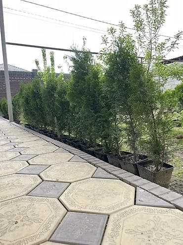 🌿 ПРОДАЖА КОЛОНОВИДНЫХ ТУИ🌿 Идеальное решение для красивой и