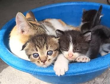 bb kitty бишкек: Котята вместе с кошечкой ( с мамой) отдаётся в хорошие, заботливые — 1